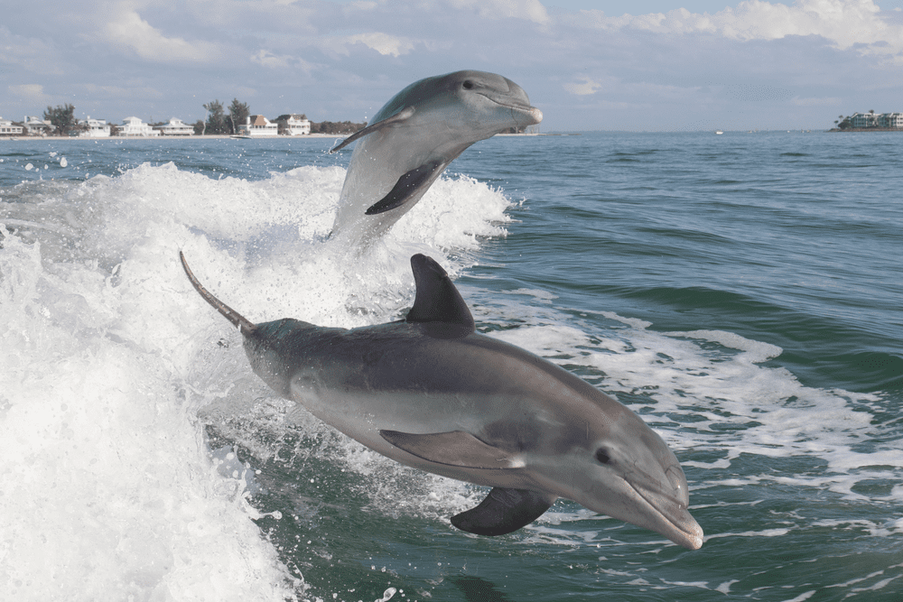 Picture of dolphins on a Florida dolphin tour.