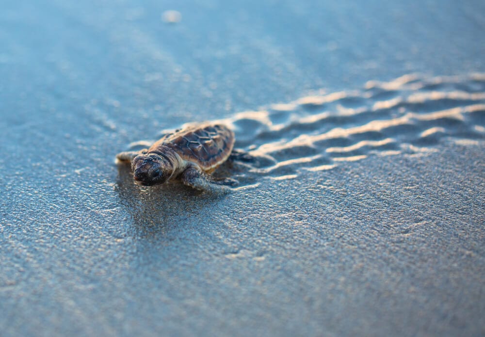 A sea turtle hatchling makes it way down Madeira Beach to the ocean during sea turtle season in Florida.