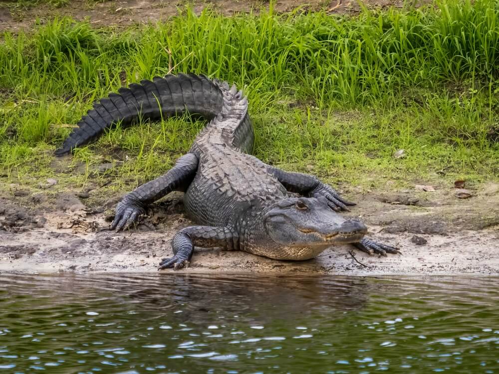 Explore the Alligator & Wildlife Discovery Center